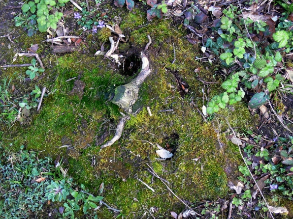 Bois des Moutiers (26) avril 2012